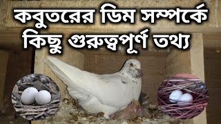 কবুতরের ডিম সম্পর্কে কিছু তথ্য জেনে রাখা ভাল !! pigeons flying !!pigeon breeding !!pigeon egg!!Ep-46