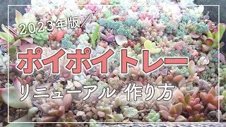 【多肉植物】ポイポイトレーの可愛がり方♡2023年はこう作ると秋に化ける多肉になる！