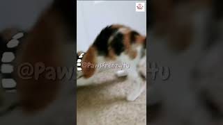 Kitten Frenzy! Calico Goes Wild Over What’s Hiding Under the Closet!