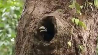 Oriental Pied Hornbill's fledging moment ... by Ted Ng