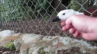 Wilsie the Shelduck at Te Anau Wildlife Center