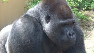 ('19/5/12)モモタロウ怒る‼︎⭐️ゴリラ(125)【京都市動物園】Father Gorilla Momotaro got angry