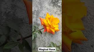 Magical Rose