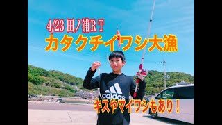 和歌山釣果・カタクチイワシフィーバー！連掛かり中！田ノ浦RT　フィッシングマックス和歌山インター店