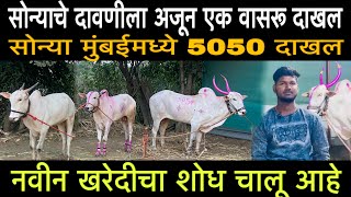 सोन्याचे दावणीला अजून एक वासरू दाखल #सोन्या #5050 नवीन खरेदीचा  शोध चालू आहे  [संपूर्ण मुलाखत}#video