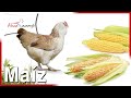 ¿Es bueno el MAIZ para las gallinas? 🌽