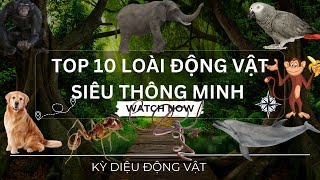 Khám Phá 10 Loài Động Vật Thông Minh Nhất Hành Tinh