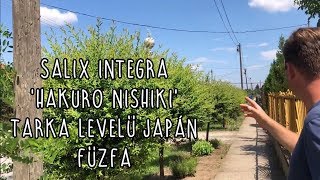 Salix integra 'Hakuro Nishiki'  - Tarka levelű japán fűzfa