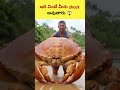 ఇది వింటే మీరు షాక్ అవుతారు😱 youtube facts interestingfacts amazingfacts no1trending animals