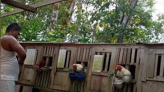 Review Kegiatan Pagi Hari Di Kandang Ayam