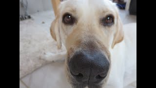 【見えましたか？　白い犬】ラブラドールレトリバーと家族のリアルな暮らし。　＃Labrador Retriever Lifestyle 　2022年8月14日