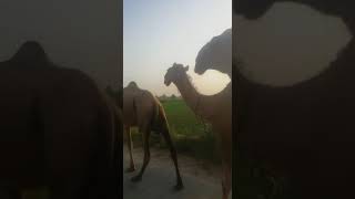 سو اونٹ اکٹھے کیسے جاتے ہیں ۔ اس ویڈیو کو دیکھیں White Camels