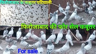 for sale kabootar 2023🕊️Firozabad  gole kabutaron ki tukdi shandar kabutar Bazi video jun 27 6 2023