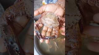 நண்டு Clean செய்றப்ப இத தூக்கி வீசிடாதிங்க#Shorts #Crab Cleaning