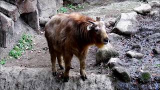 こんにちは！ナズナちゃん　Golden takin(ゴールデンターキン)　多摩動物公園