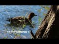 鴨の朝食 ducks eating breakfast