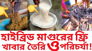 হাইব্রিড মাগুর মাছ চাষ করুন বিনা খরচে খাবার তৈরি করুন | হাইব্রিড মাগুর মাছের রেনু | hybrid magur