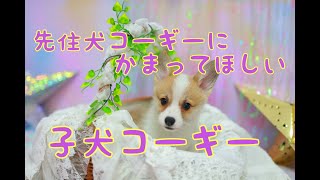 かまってほしい赤ちゃんコーギー corgi puppy