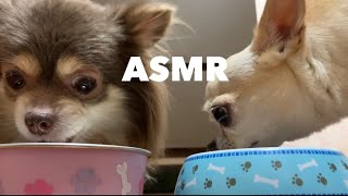 チワワがドックフードを食べる動画【ASMR】#asmr #咀嚼音 #犬 #チワワ #