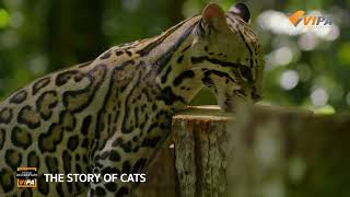 เมื่อแมวใช้ลิ้นเลีย เพื่อสื่อสารผ่านกลิ่นในการหาคู่ I สารคดี THE STORY OF CATS ทาง VIPA.me