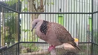 SUARA PANCINGAN BURUNG DERKUKU MEMCARI LAWAN BUNYI @WHPUTERCHANNEL