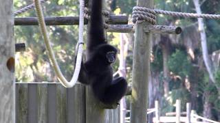 white handed gibbons calling