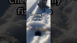 Checking my Icefish trap the first time #icefish #trapping #offgrid