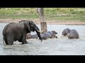 LIVE at the waterhole - 31 December 2025