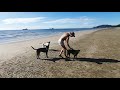 my morning beach dog welcome such sweethearts hua hin thailand.