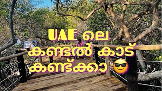 UAE യിലെ കണ്ടൽ വനങ്ങളിൽ കൂടിയാരു യാത്ര | Khor Kalba Mangrove Centre UAE | Zee Family Vlog