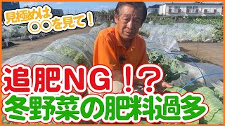 追肥NG！？冬野菜の肥料過多には要注意！家庭菜園で白菜・キャベツ・ブロッコリーの追肥時期と肥料過剰の見極め方を徹底解説！【農園ライフ】