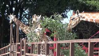 【東武動物公園】Tobu Zoo 　🦓シマウマ＆ 🦒キリン  ★2023.10.10★　＃東武動物公園