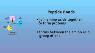 Peptide Bonds