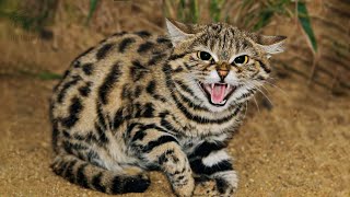 Black footed cat -  the most dangerous cat on Earth! | Wild Library