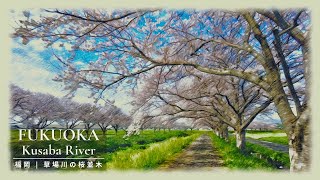 【4K Japan】Beautiful Landscape ✨ Cherry Blossom Trees along the Kusaba River in Fukuoka 🌸