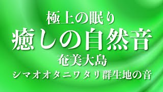 【極上の眠り】【癒しの自然音】奄美大島：シマオオタニワタリ群生地の音