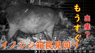 20210523　『有害鳥獣駆除』　出産まじかのメス　イノシシ箱罠前に現る‼　メスの成獣の捕獲は難しいか⁉　箱罠の臭いを嗅いで相当警戒しています。