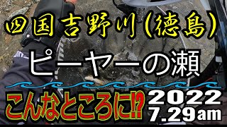 アユの友釣り 四国吉野川(徳島県) ピーヤーの瀬 2022.7.29am