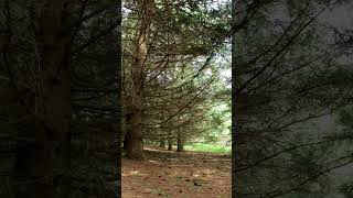 Forest Meditation #calming #love #meditation #happy #nature #happiness #short #shortsvideo #calm #❤️