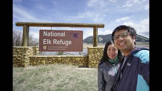 【National Elk Refuge】Elk, Big Horn Sheep