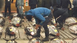 今年で最後？　築地市場でマグロの初競り