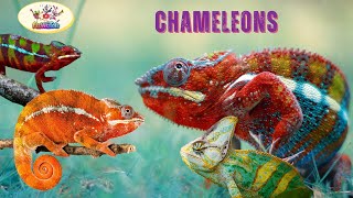 Meet the Chameleon! Fun Facts for Kids