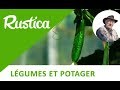 Tailler et tuteurer des concombres cultivées sous tunnel