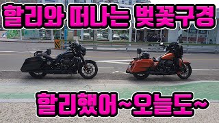 할리와 벚꽃~ 할리했어 오늘도~