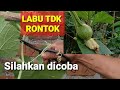 Teknik Potong Sulur Labu agar mau berbuah dan tidak  mudah rontok pentilnya/ Pengalaman pribadi.