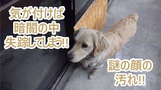 目を離した隙に暗闇の中へ失踪真っ黒になって帰って来る大型犬ゴールデンレトリバーティト