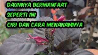 TANAMAN HANDEULEUM DAN CARA MEMPERBANYAKNYA