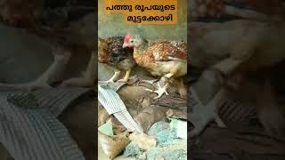 പത്തു രൂപയുടെ മുട്ടക്കോഴി ഒരു പഞ്ചായത്ത് പദ്ധതി #നാടന് #chicken #kozhi #കോഴി