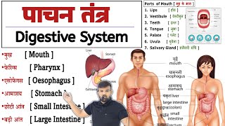 Digestive System - पाचन तंत्र | Anatomy and Physiology | Stomach | Intestine | Liver | Pancreas