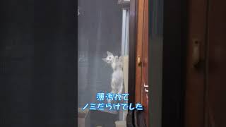 子猫の時からスパイダーニャンととろ　#shorts #白猫　#猫